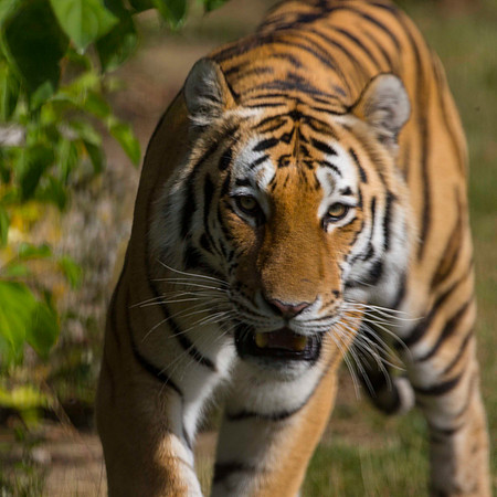 Amur Tiger