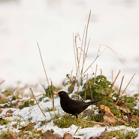 Snowy Blackbird