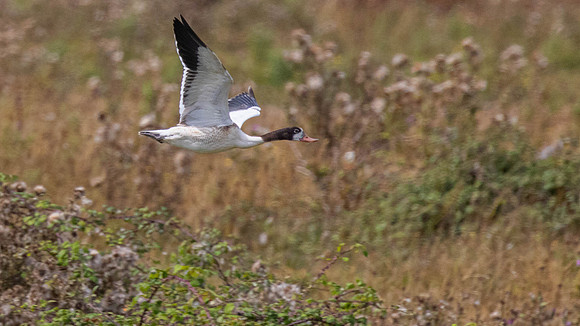 Hybrid Shelduck