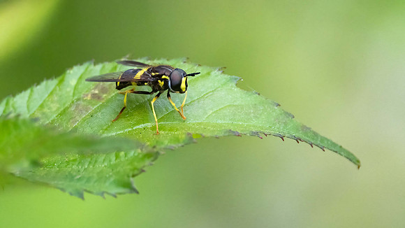 Chrysotoxum Bicinctum
