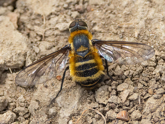 Downland Villa Bee-Fly, Villa Cingulata