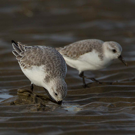 Sanderling