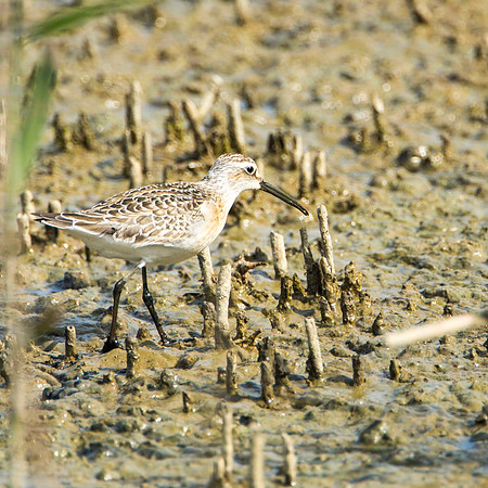 Curlew Sandpiper