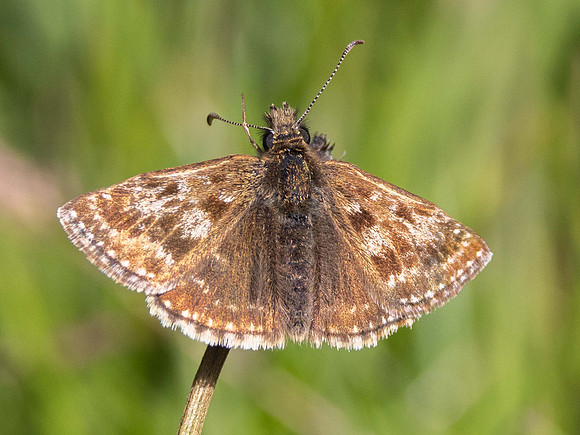Dingy Skipper