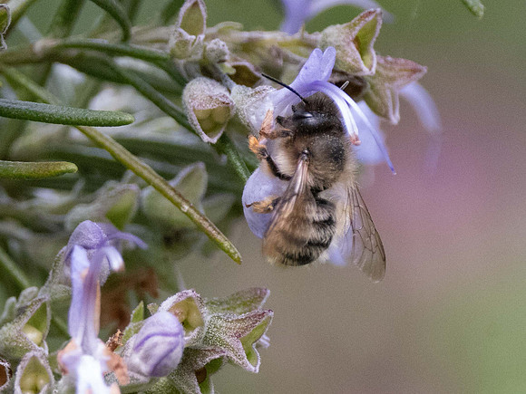 Willughby's Leafcutter Bee?
