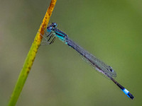 Blue Tailed Damselfly