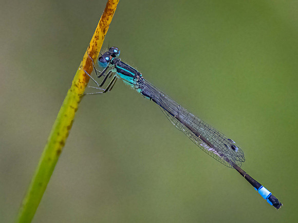 Blue Tailed Damselfly
