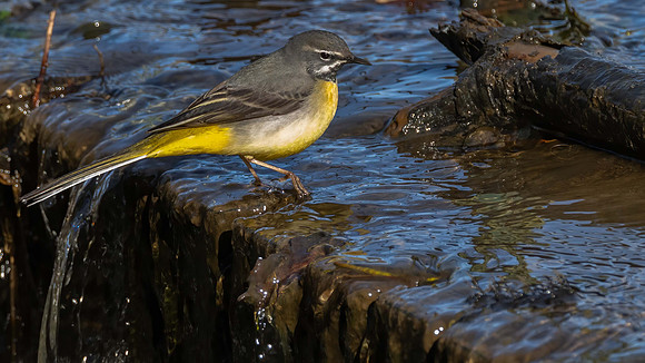 Grey Wagtail