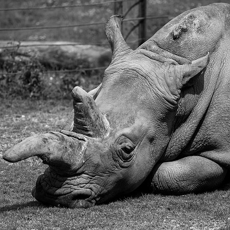 White Rhino
